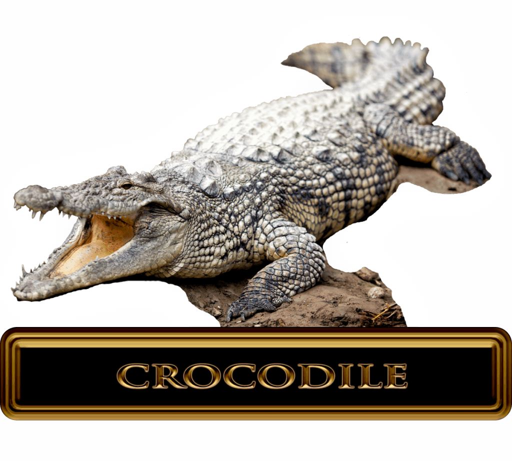 Big African Crocodile