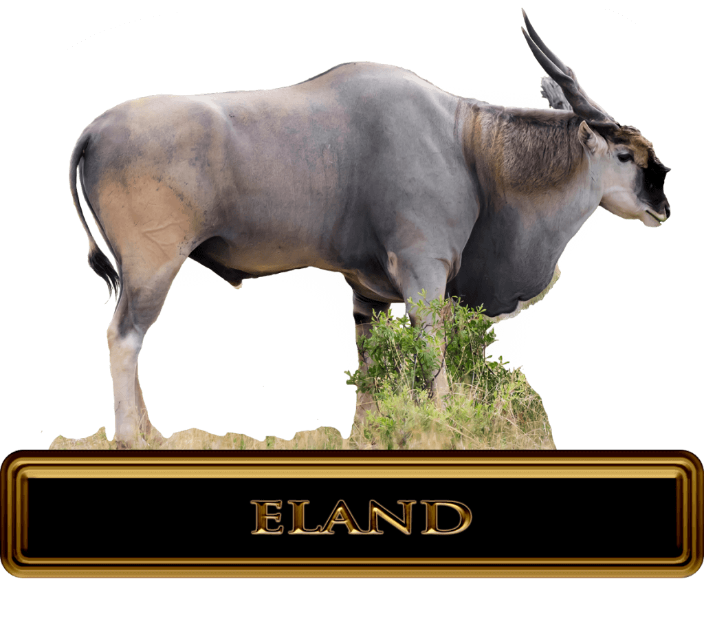 Large Eland standing in Africa Country side.