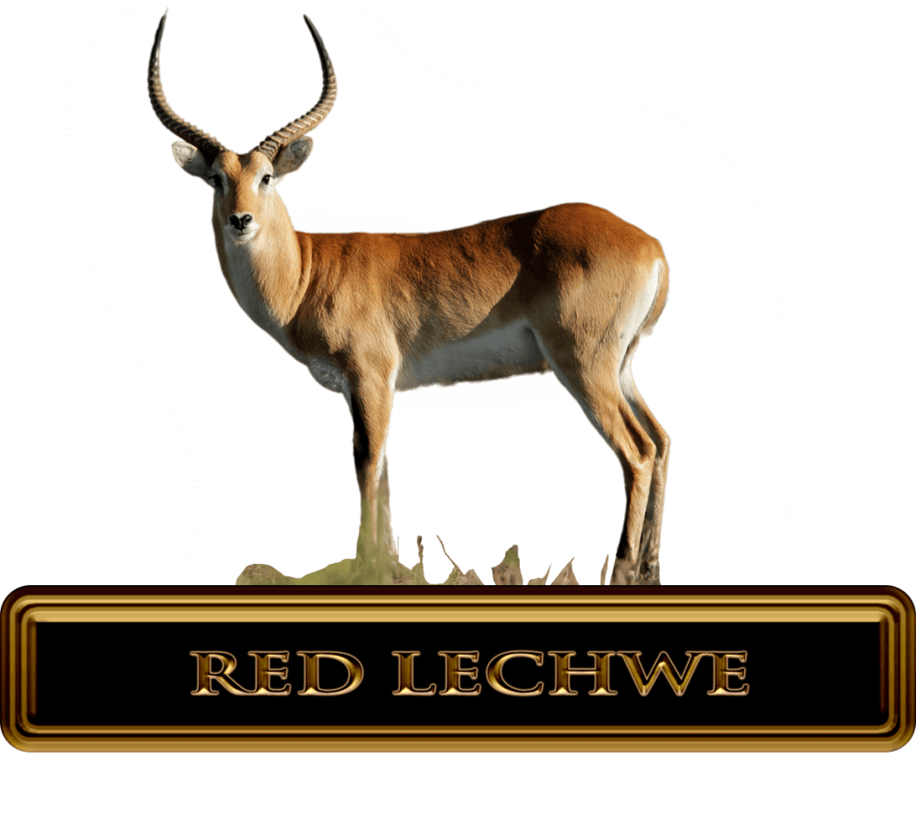 beautiful red lechwe in Africa