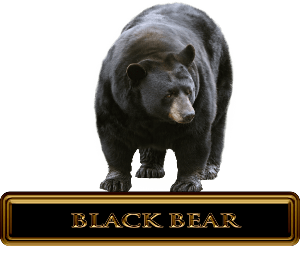 Black bear Hunts & Outfitters