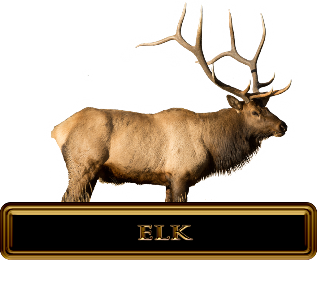 High Sucess Trophy Elk Hunts and Elk Outfitters