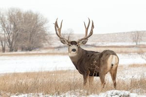 Big Trophy Mule Deer standing In Snow covered field.