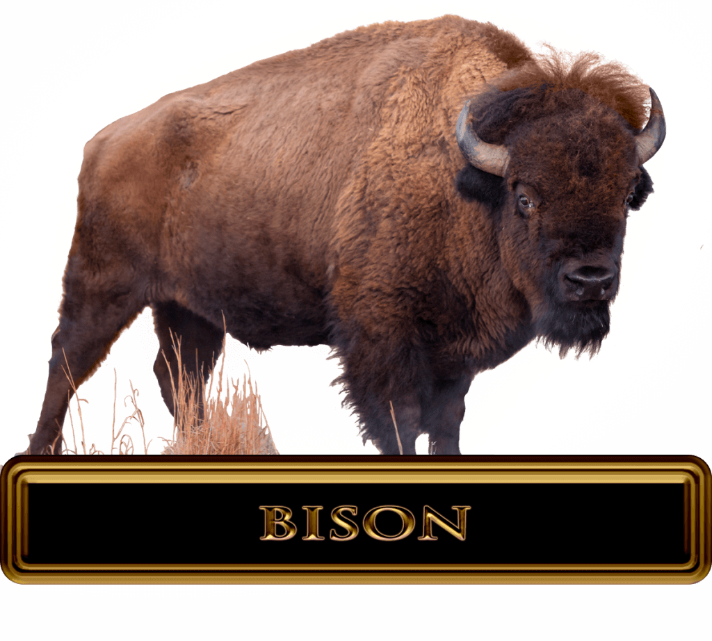 Giant Bull Bison in open terrain during a buffalo hunt.