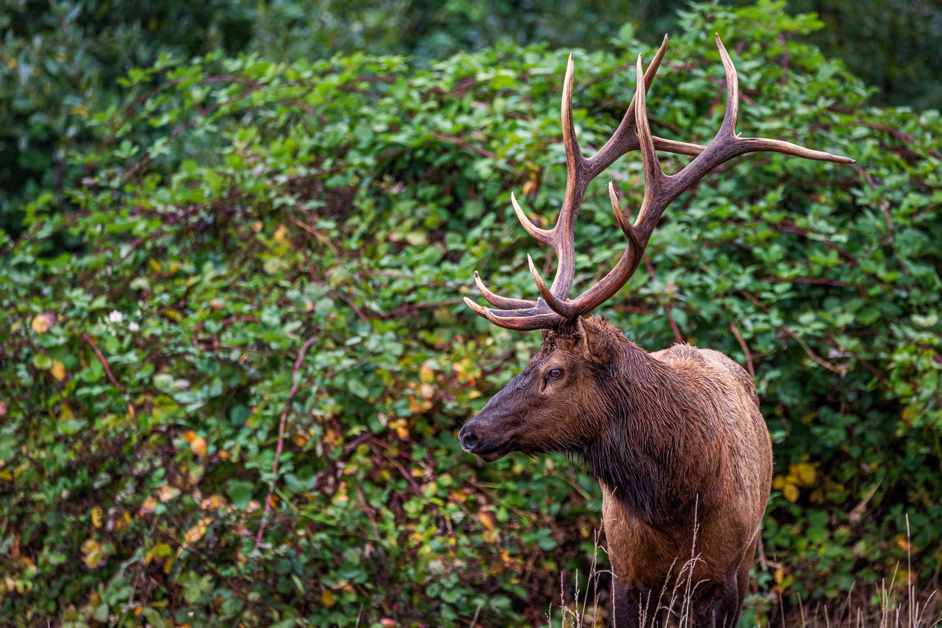 GuidedRooseveltElkHunts Legacy Outdoors