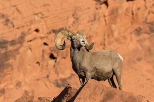 Big Horn Sheep hunts