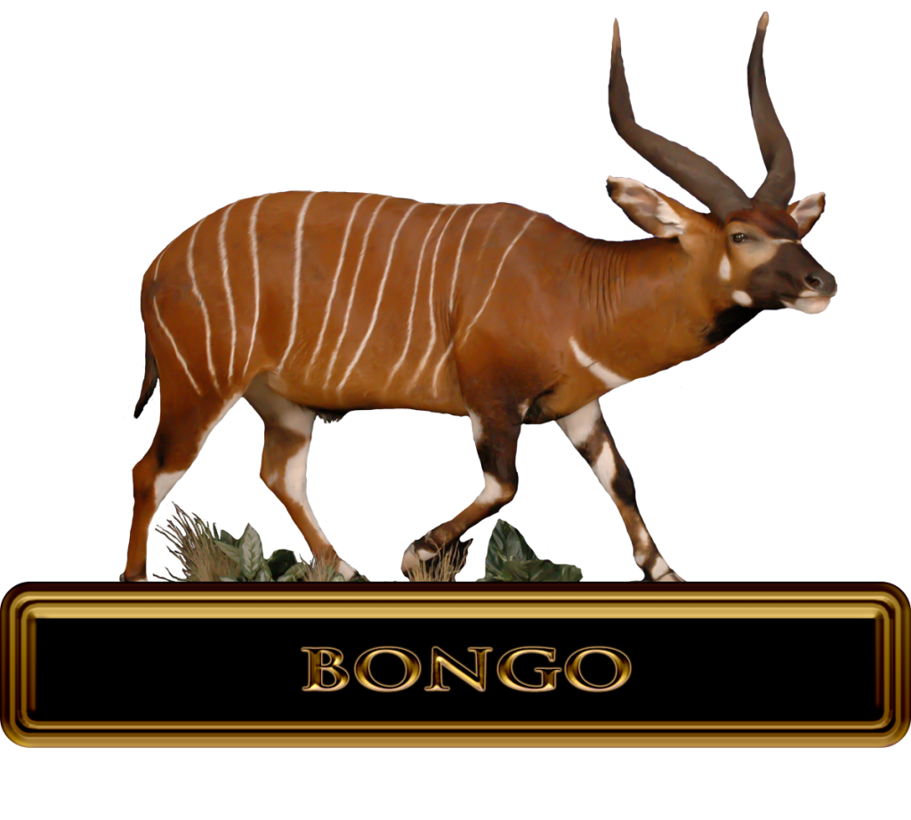 High Success Bongo Hunts in Africa