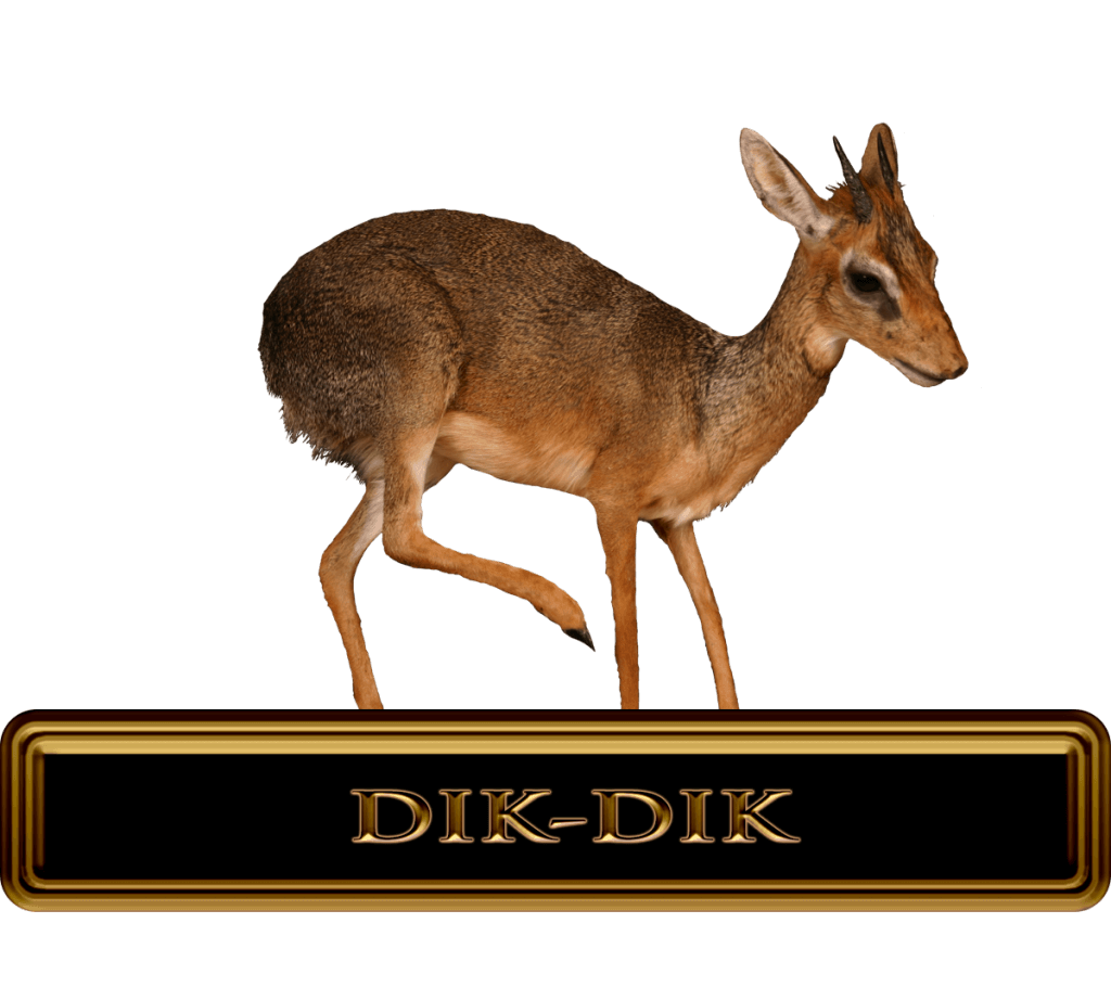 Trophy Dik-dik Hunt in Africa.