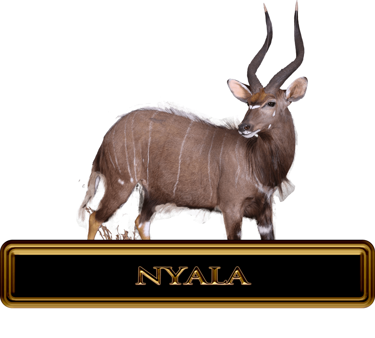 AfricanNYalaHunts Legacy Outdoors