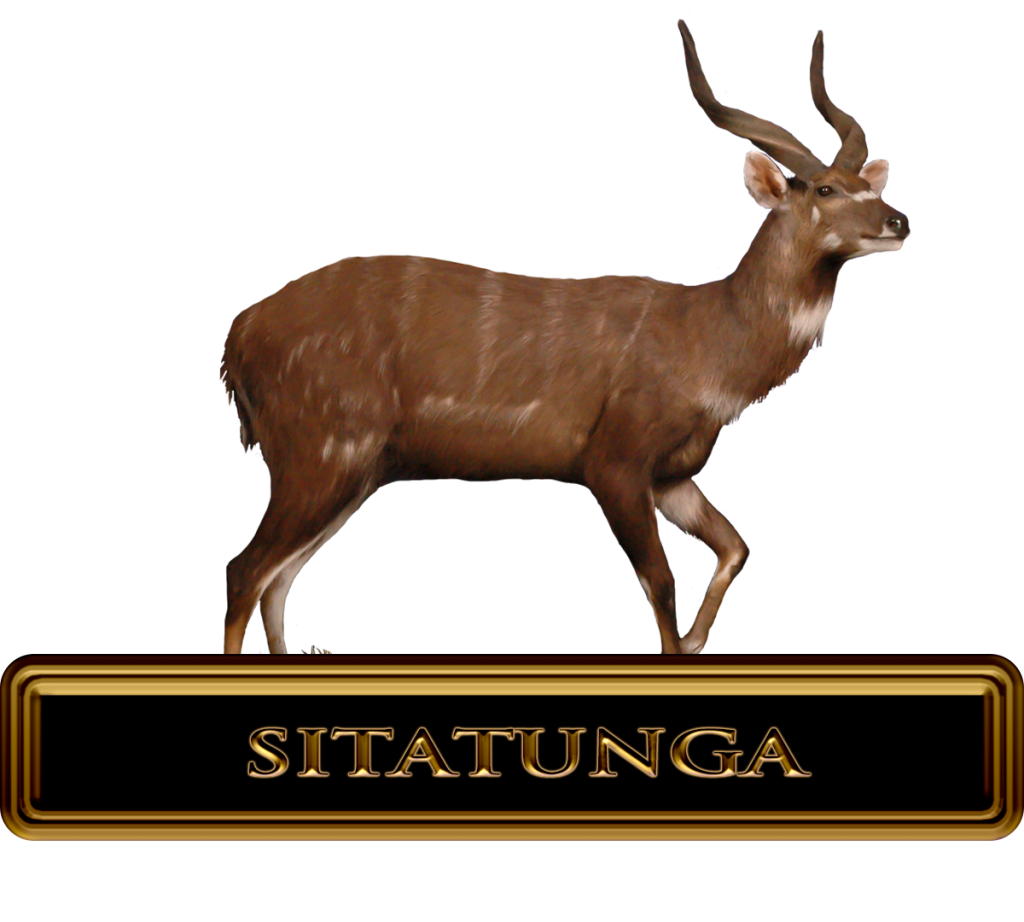 Best Sitatunga Hunts in Africa