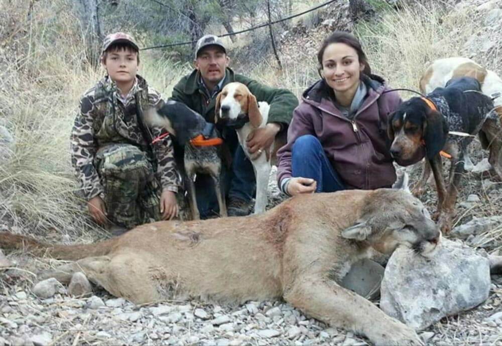 what kind of dogs are used to hunt mountain lions