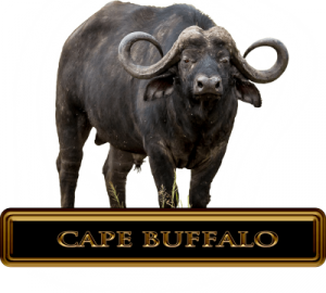 Cape Buffalo Hunts