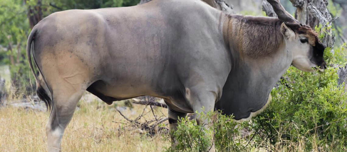 African-Eland