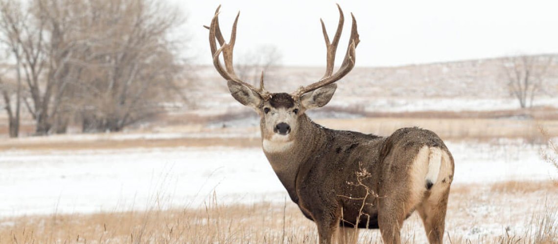 Big Trophy Mule Deer standing In Snow covered field.