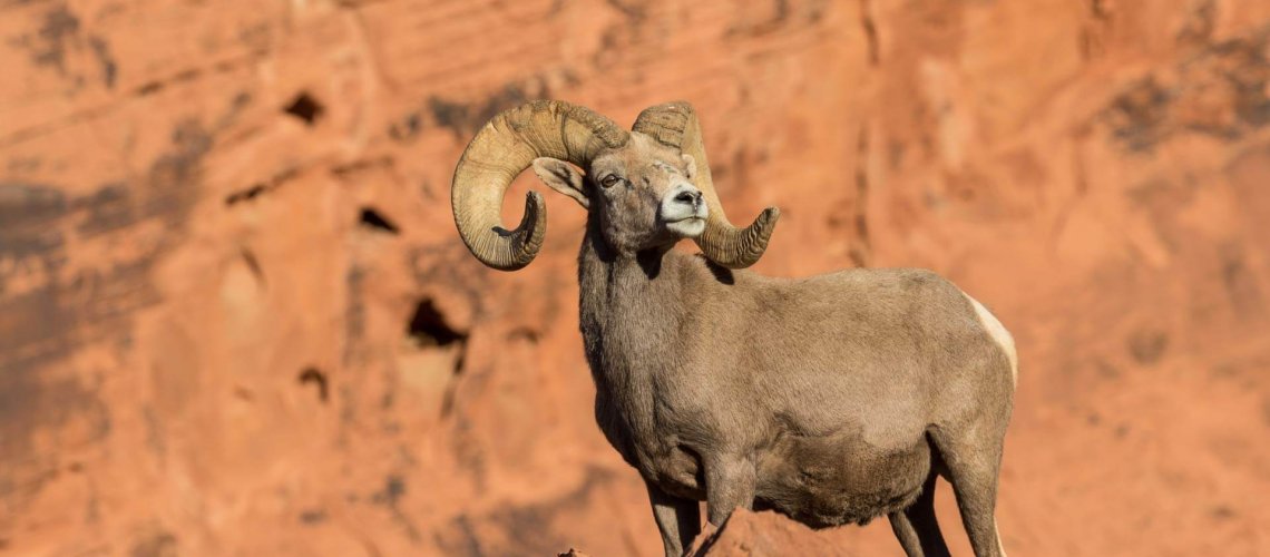 Big Horn Sheep hunts